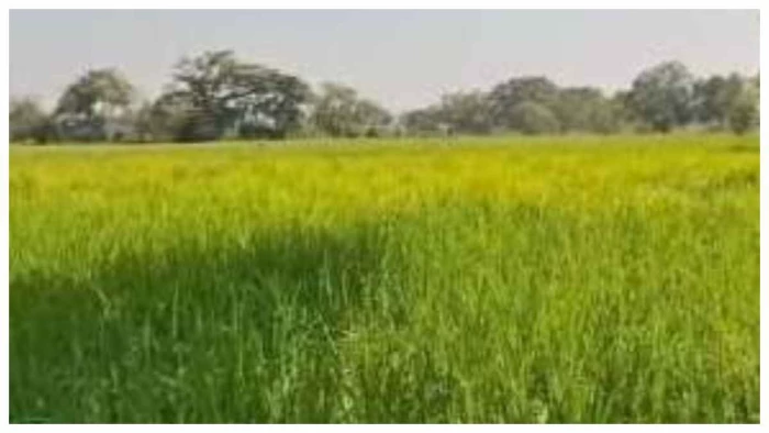बिना नोटिस फसल नापने पहुंचे पटवारी और राजस्व अमले को ग्रामीणों ने खदेड़ा, बिलासपुर में सरपंच और नायब तहसीलदार आमने-सामने