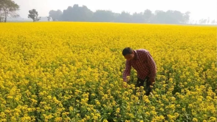 कम बारिश से इंदौर में बदलेगी रबी की खेती, गेहूं का रकबा 30 हजार हेक्टेयर तक घटेगा; चना-सरसों की बोवनी बढ़ेगी
