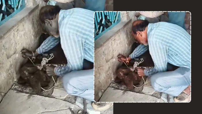 घर में घुसा मगरमच्छ, मची अफरा-तफरी; वन विभाग की टीम ने सुरक्षित रेस्क्यू कर नदी में छोड़ा
