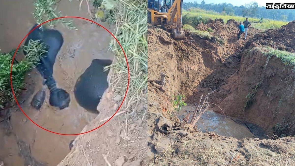 छत्तीसगढ़ में रात के अंधेरे में कुएं में गिरा 4 हाथियों का दल, वन विभाग ने JCB की मदद से निकाला बाहर