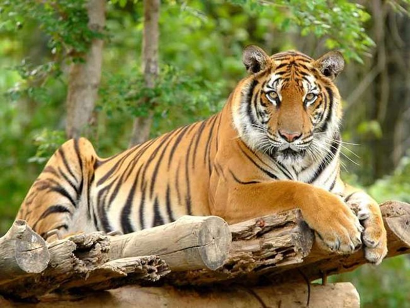 इंदौर के जंगल में एक से ज्यादा बाघ होने की संभावना, पंजों के निशान से लगाएंगे पता