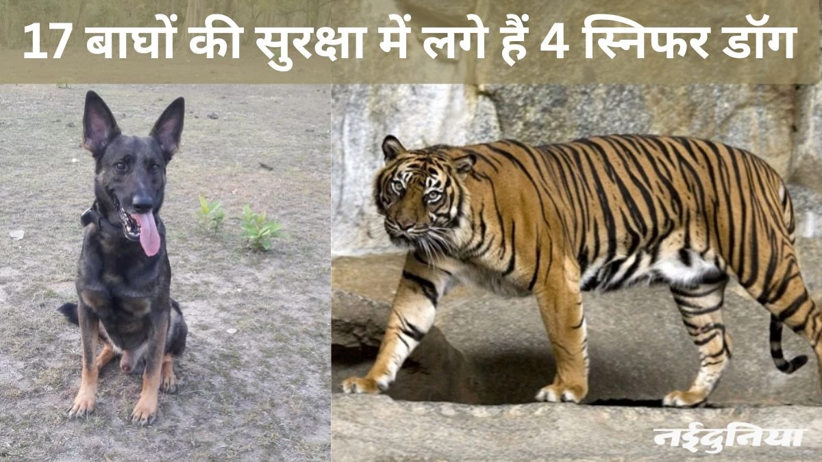 बाघों की सुरक्षा करेंगे स्निफर डॉग, इनकी मदद से पहले भी सुलझाए गए हैं कई केस