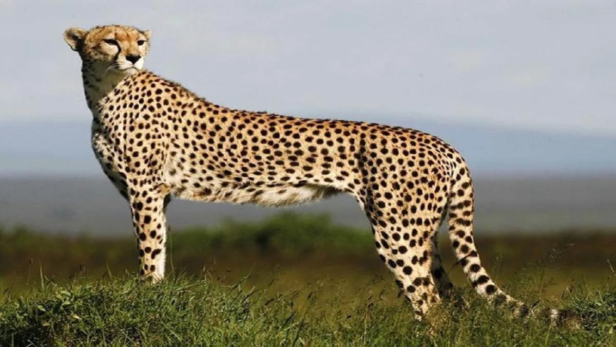 International Cheetah Day 2025: कूनो नेशनल पार्क में सीएम डॉ. मोहन यादव तीन चीतों को खुले जंगल में करेंगे आजाद