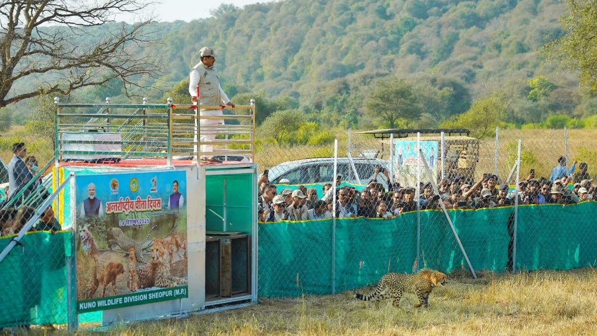 अंतर्राष्ट्रीय चीता दिवस के मौके पर मुख्यमंत्री मोहन यादव ने तीन चीतों को जंगल में किया रिलीज