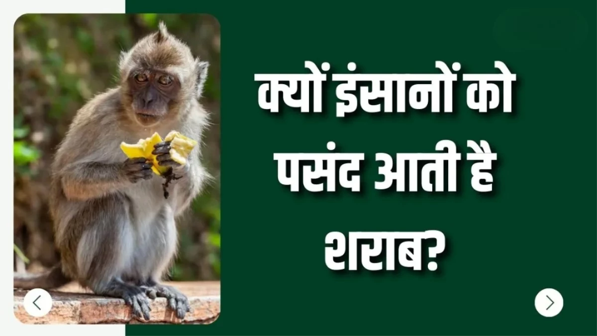 क्या हमारे पूर्वज 'पार्टी एनिमल' थे? शराब के शौक से जुड़ा 5 करोड़ साल पुराना वैज्ञानिक रहस्य