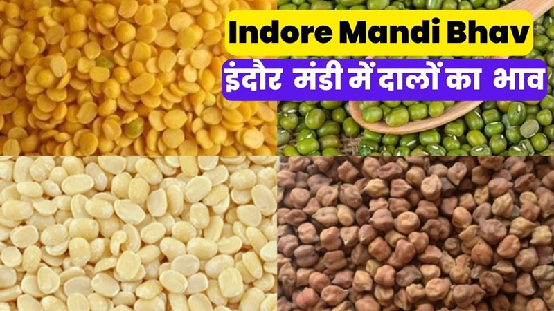 Indore Mandi Bhav: इंदौर मंडी में तुवर दाल चना दाल उड़द दाल सहित अन्य ...