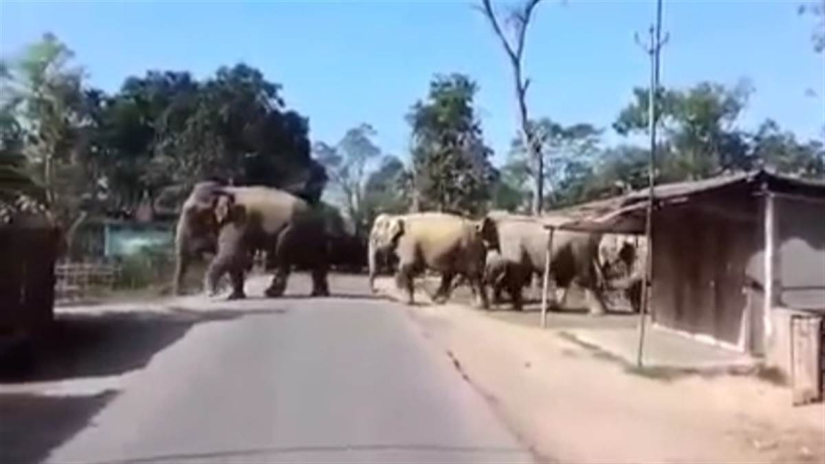 Janjgir Champa News: झूलन पकरिया पहुंचे हाथी देखने वालों की लग रही भीड़