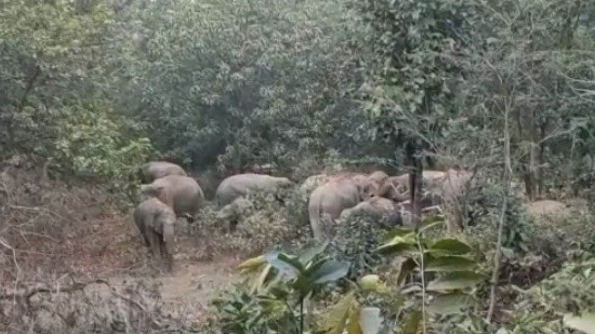 Bilaspur News: बिलासपुर की सीमा के नजदीक पहुंचा हाथियों का दल, वन अमला तैनात