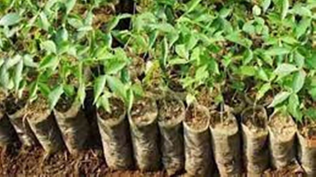 Bilaspur News: एक पेड देश के नाम पर अरपा नदी किनारे 100 पौधें लगाए गए