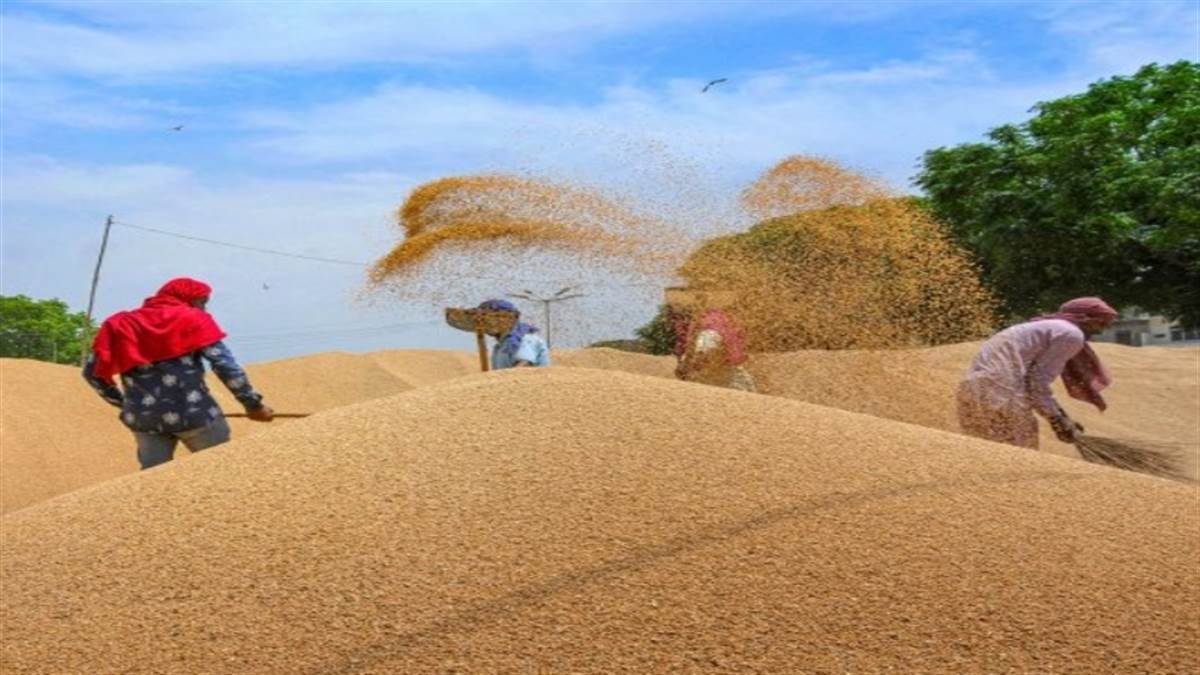 Madhya Pradesh News: 80 लाख टन गेहूं खरीदने की तैयारी, सोमवार से होगा पंजीयन