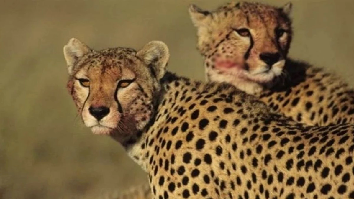 बोत्सवाना से 28 फरवरी को मध्य प्रदेश आएंगे आठ चीते, असम से जंगली भैसा भी लाने की तैयारी