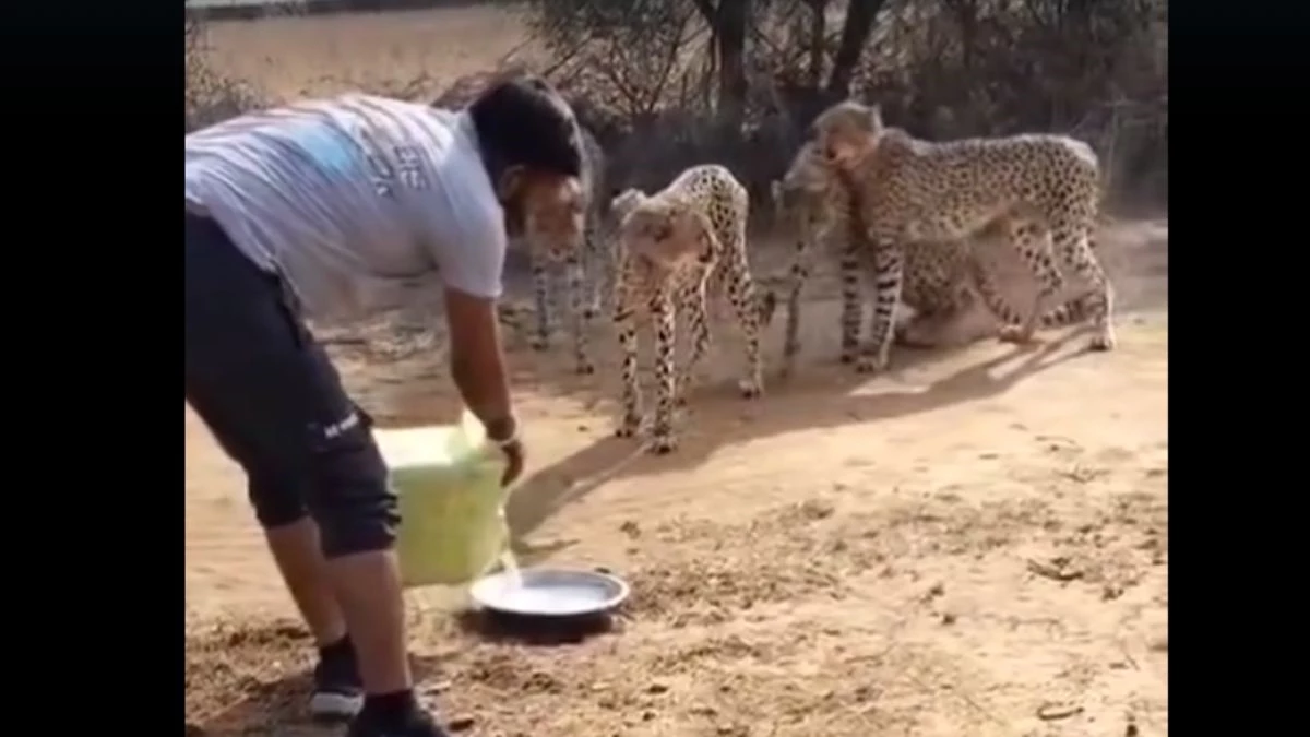 Kuno Cheetah Video: बकरियों का शिकार करने के बाद चीता ज्वाला और 4 शावकों को लगी प्यास, बर्तन में पानी पिलाते नजर आया ग्रामीण