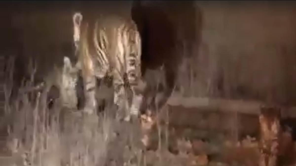Panna Tiger Reserve : पन्ना टाइगर रिजर्व के बफर जोन में बाघन ने दिया 2 शावकों को जन्म