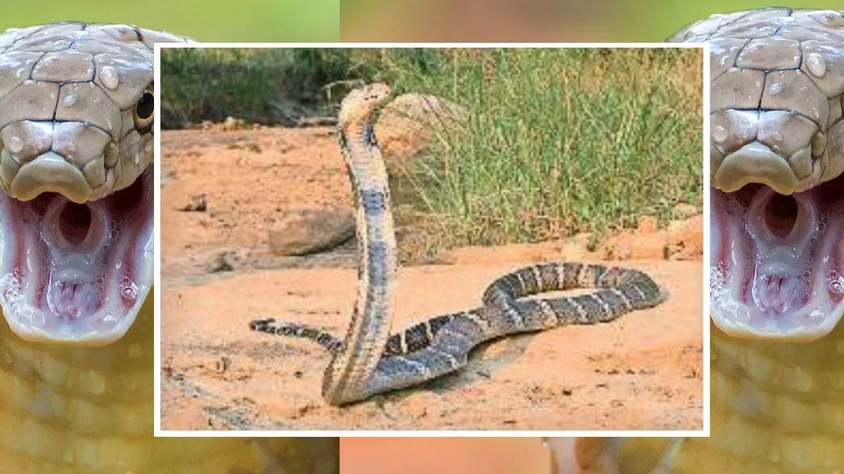 King Cobra: छत्तीसगढ़ में लगातार फैल रहा किंग कोबरा का साम्राज्य… कोरबा के जंगल बने पसंदीदा ठिकाना, यहीं है उड़न गिलहरी