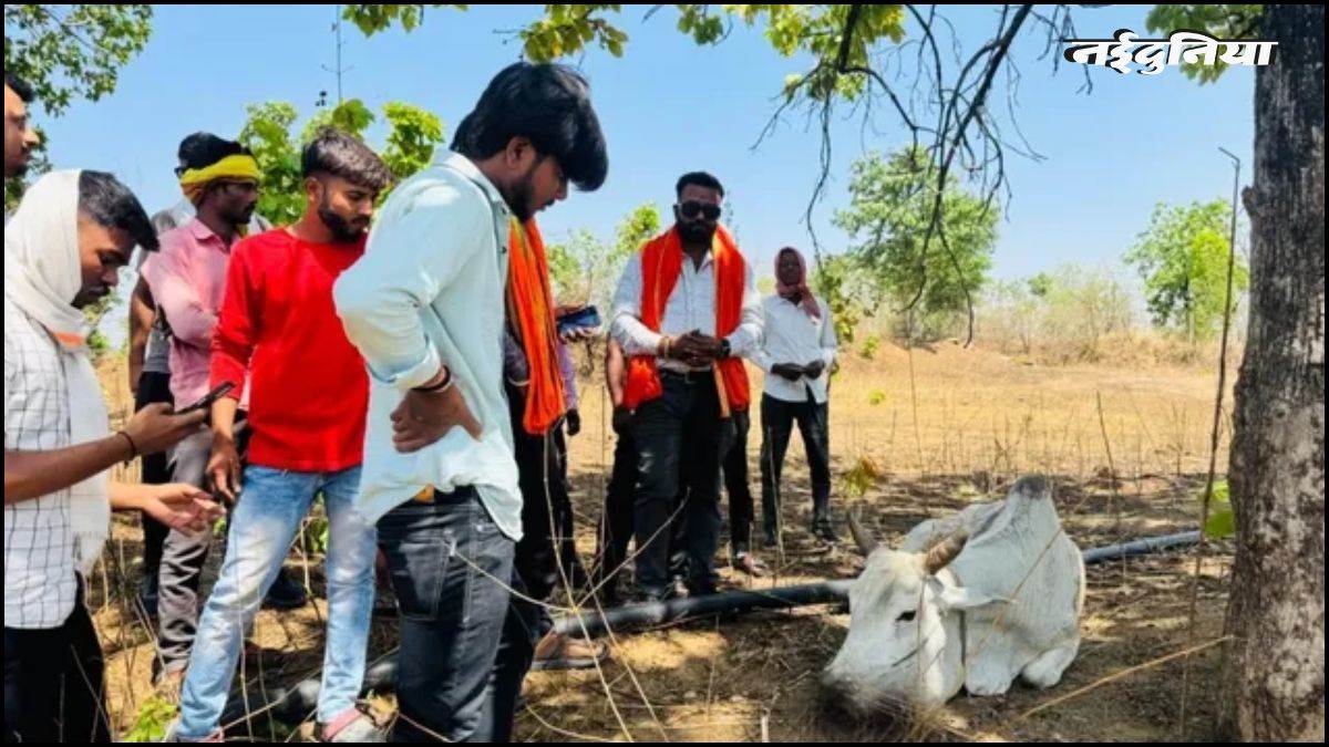 MP में आटे की लोई में छिपाया विस्फोटक खाने से 11 गायों-बछड़ों के उड़े जबड़े, 3 की दर्दनाक मौत