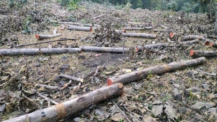 देवास में सुहाने सफर के लिए चार रेंज में 4000 से अधिक पेड़ों पर चली कुल्हाड़ी