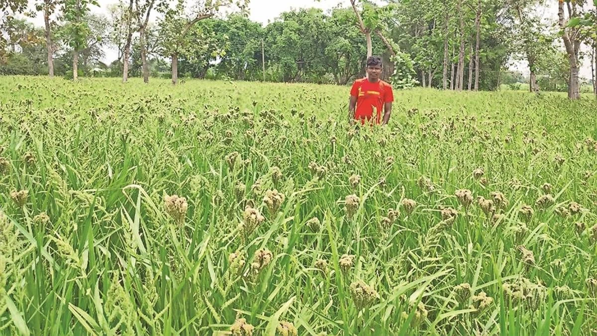 धमतरी में इस साल रागी बदलेगी किसानों की 'किस्मत', इस वजह से अन्नदाता के लिए होगा मुनाफे का सौदा