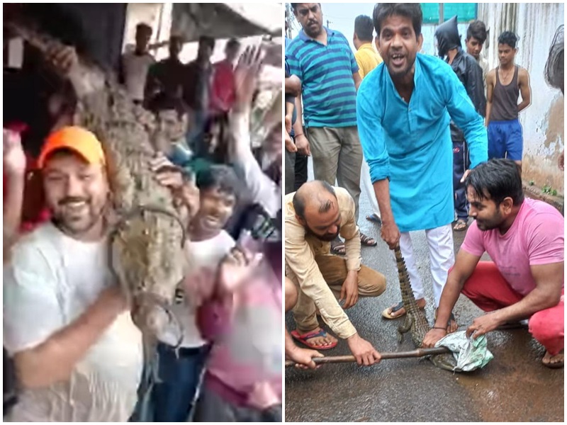 Flood in Gwalior Chambal Zone:  शिवपुरी की बाढ़ से गलियों में आए मगरमच्छ, देखिये वीडियो