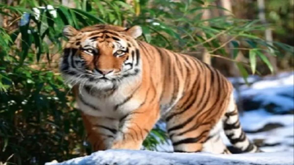 Madhya Pradesh Tiger Reserve: बाघों की सुरक्षा और सुविधा के आधार पर तय होगी मध्‍य प्रदेश के टाइगर रिजर्व की रैंक