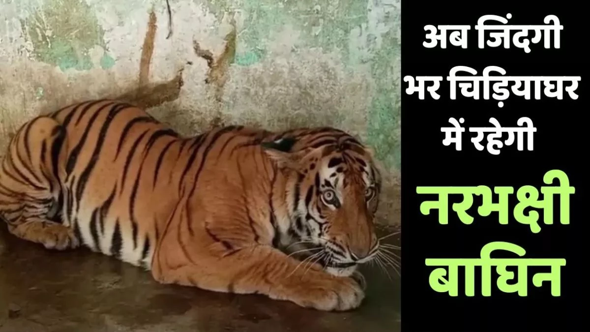 हिंसक बर्ताव के कारण आदमखोर बाघिन को वन विहार में किया शिफ्ट, अब भोपाल के चिड़ियाघर में गुजरेगी बाकी की जिंदगी