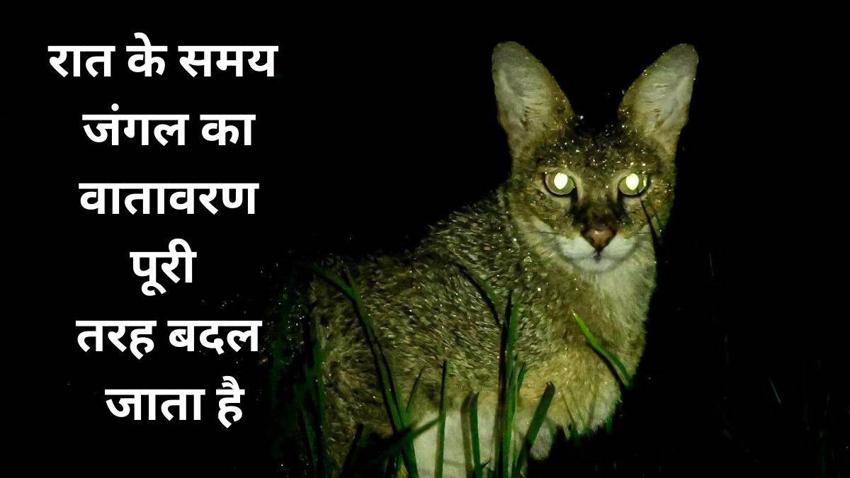 आधी रात में बांधवगढ़ टाइगर रिजर्व के जंगल में दिखी दुर्लभ कैट, रोमांचक पल कैमरे में कैद
