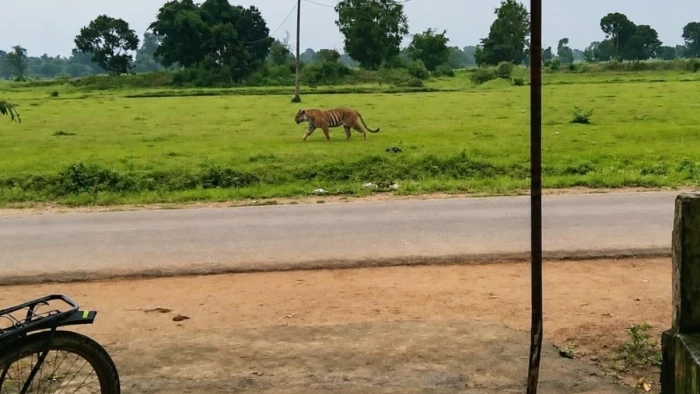 बालाघाट में दिनदहाड़े गांव में दिखा बाघ, ग्रामीण घरों में कैद, वन विभाग ने बढ़ाई गश्त