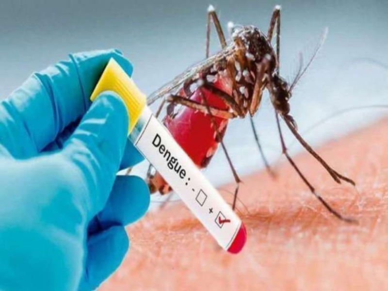 Dengue in indore:  डेंगू की जांच कराने वाले हर चौथे संदिग्ध में बीमारी की पुष्टि