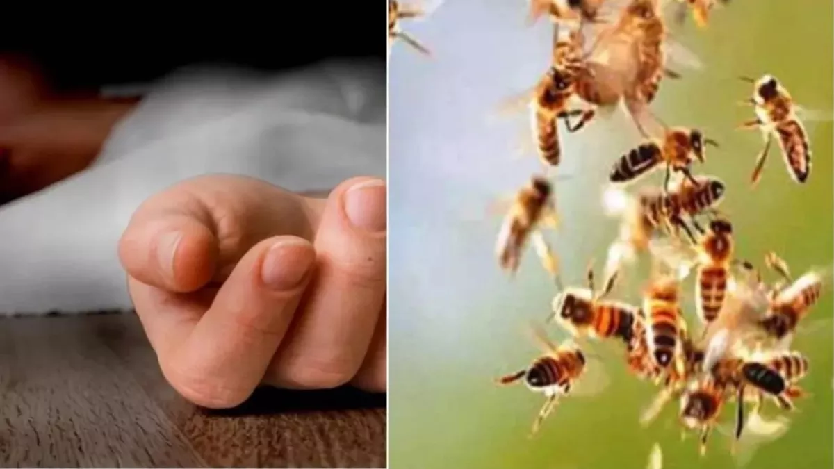 मधुमक्खियों के झुंड ने खेत में काम कर रहे लोगों पर किया हमला, 2 की मौत 6 घायल