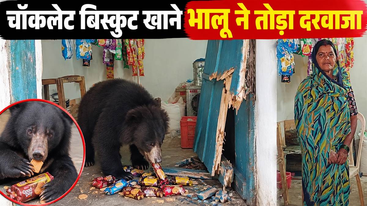 दुकानों का दरवाजा तोड़ कर चॉकलेट और बिस्किट खा रहा भालू, कांकेर के चिल्हाटी...