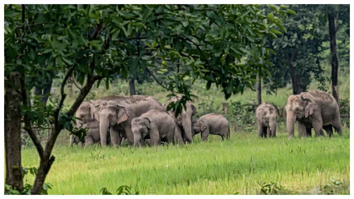 कोरबा-कटघोरा में 250 से ज्यादा मकान ध्वस्त कर खेतों में पहुंचे 65 हाथी, 33...