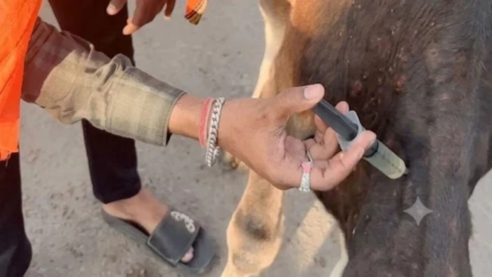 ग्वालियर में मौसम बदलते ही कम हुआ लंपी वायरस का प्रकोप, अब तक 60 हजार मवेशियों का टीकाकरण