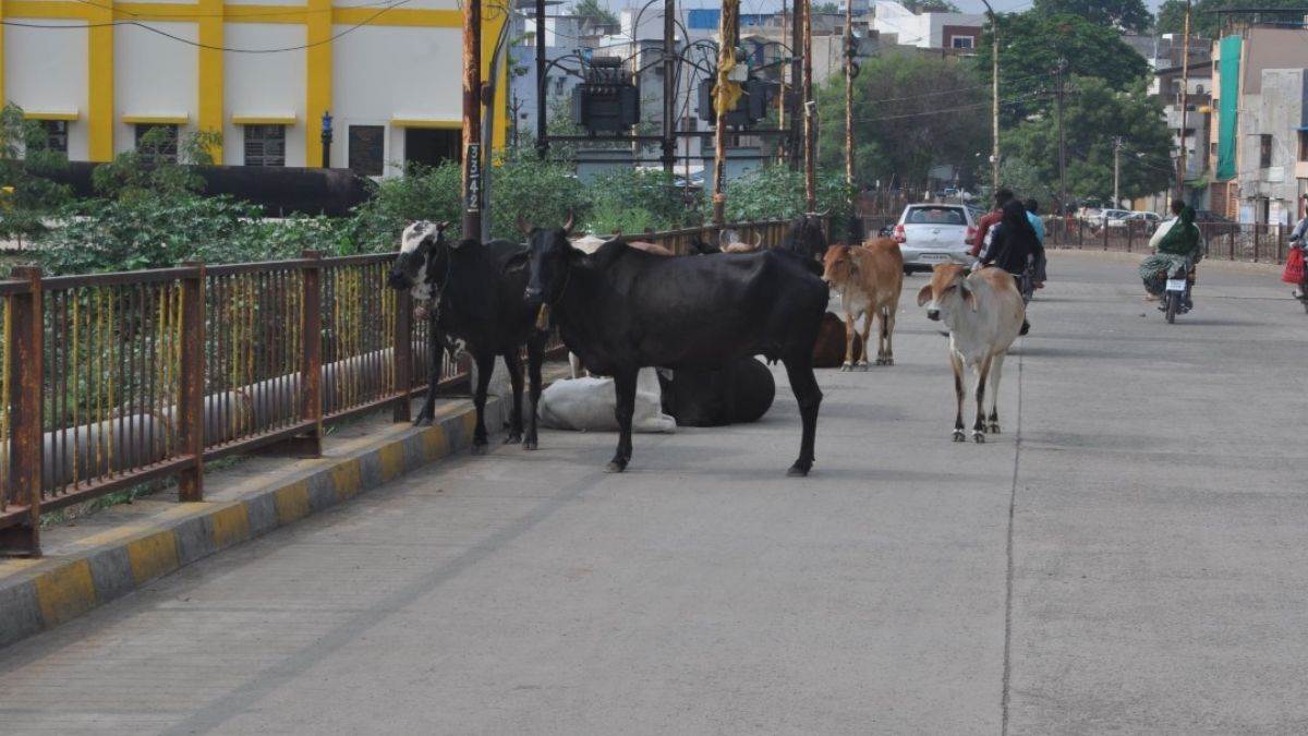 मंदसौर में 74 गोशालाएं बनने के बाद भी सड़कों पर 10 हजार गोवंश, हादसों और फसलों का खतरा बरकरार