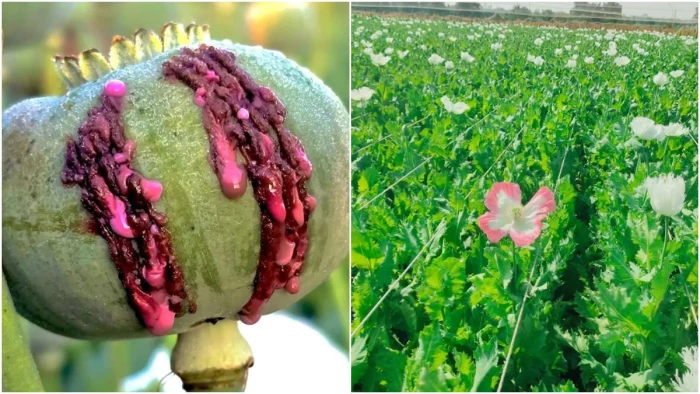 मंदसौर में काले सोने अफीम की खेती की लागत बढ़ी, किसानों को दाम मिल रहे पुराने