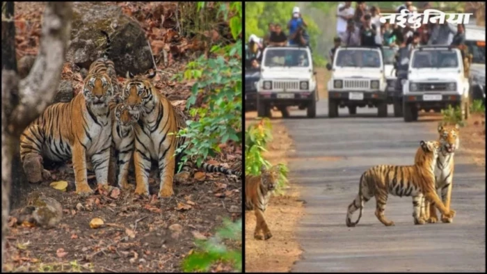 रातापानी टाइगर रिजर्व के Eco-Sensitive Zone में 90 ईंट भट्ठे! NGT ने निगरानी तंत्र पर उठाए सवाल
