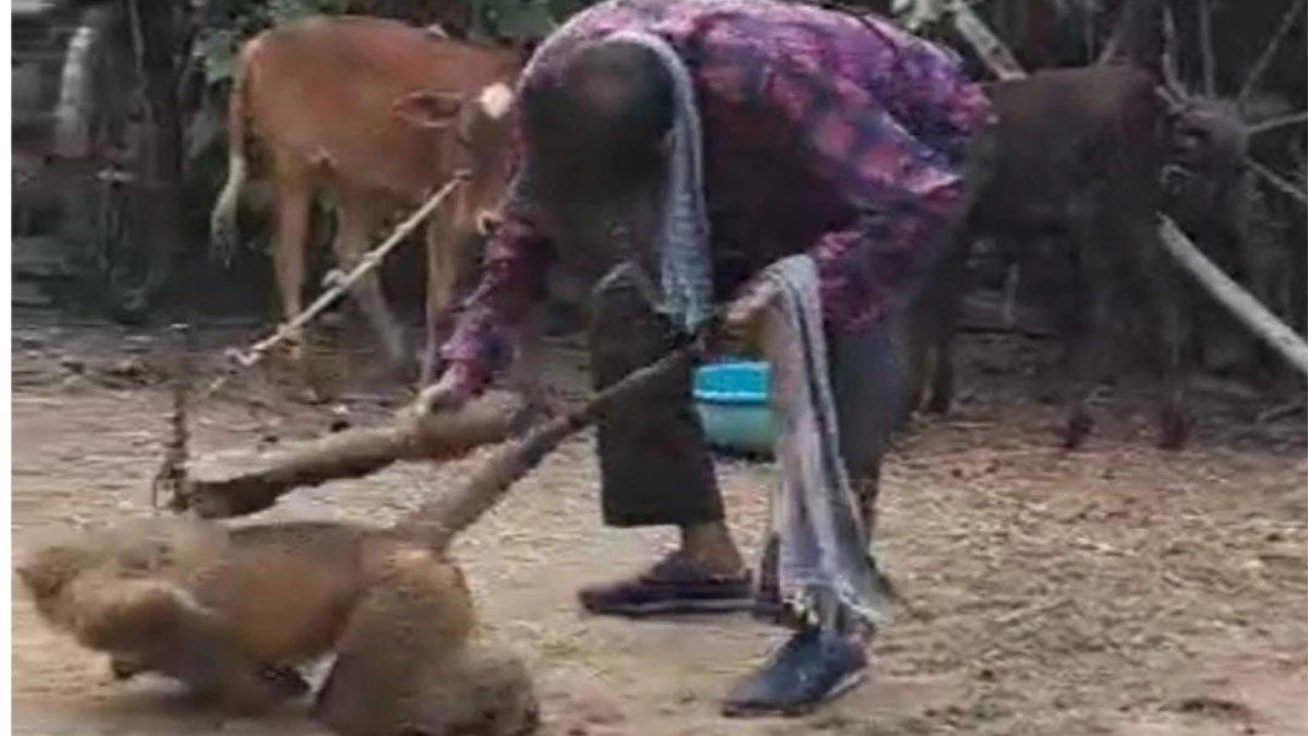 नशेड़ी युवक ने बंदर को हाथ व कमर के टूटने तक पीटा, गिरफ्तार