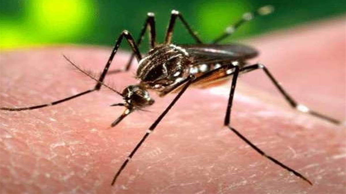 Bhopal Health News: शहर में बिगड़ रहा डेंगू, पांचवें संदिग्ध की इलाज के दौरान मौत