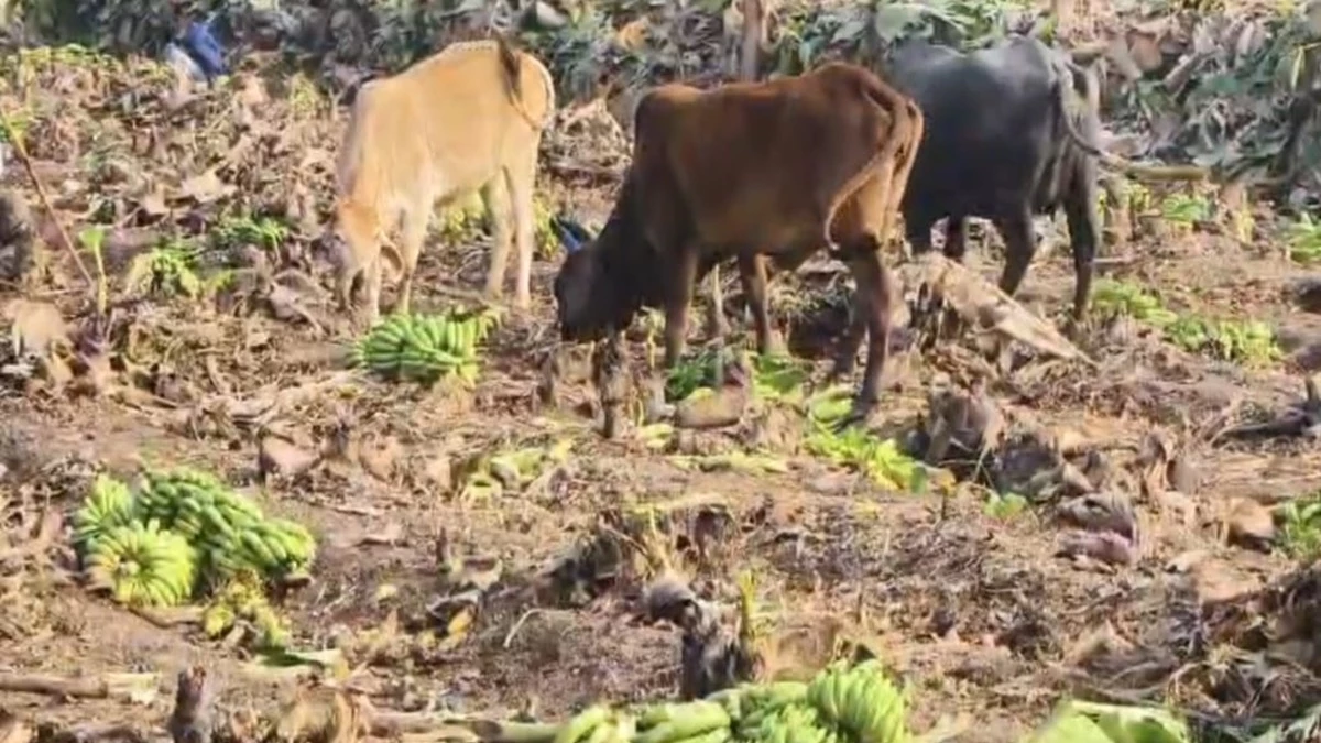 केले के मिल रहे कम दाम, फसल काटकर गाय-बैलों को खिलाने पर मजबूर हुए बड़वानी के किसान