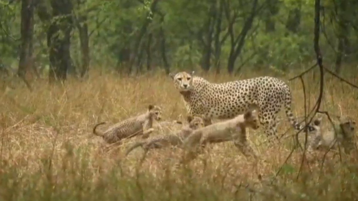 जिस चीते के शावक को मुख्‍यमंत्री ने बाड़े से जंगल में छोड़ा, उसकी अगले ही दिन मौत, हिंसक जानवरों से संघर्ष की आशंका