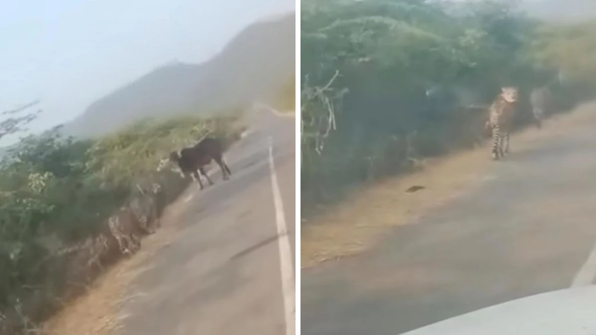 ग्वालियर की गोलार घाटी में दो चीता दिखने से लोगों में दहशत, वायरल वीडियो से मचा हड़कंप... प्रशासन अलर्ट