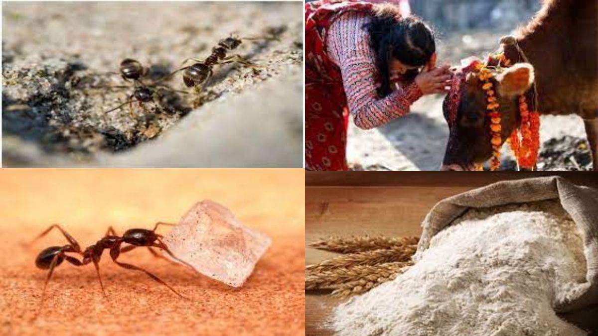 Astrology Remedies चींटियों और गाय को आटा खिलाने से घर में बरसता है धन