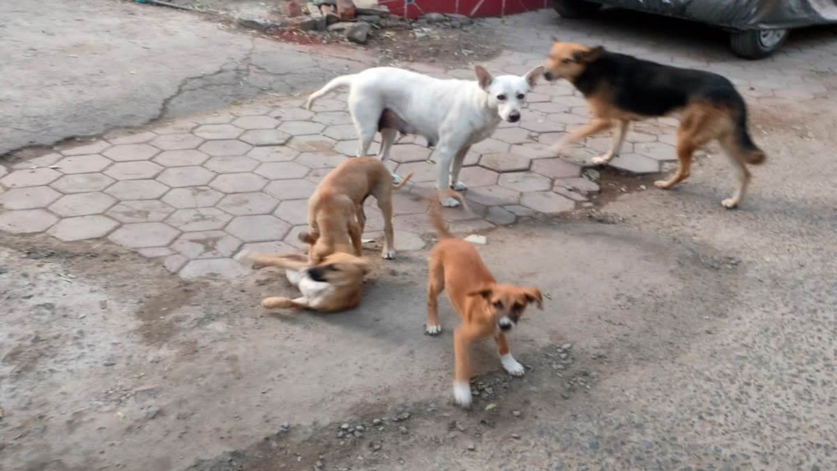 Dog Terror In Indore ये कैसी व्यवस्था, नसबंदी कर छोड़े गए श्वान भी दे