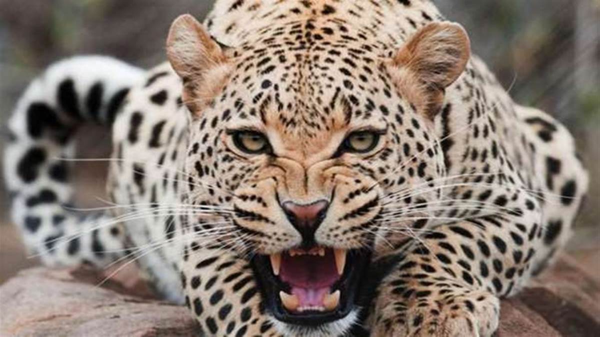 मध्य प्रदेश में वन्यजीवों के हमलों में मुखिया की मौत पर स्वजन को पेंशन का प्रस्ताव