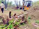 Bhopal News: 80 trees were cut in the name of shifting in TT Nagar, pits were dug in such a way that the roots came out