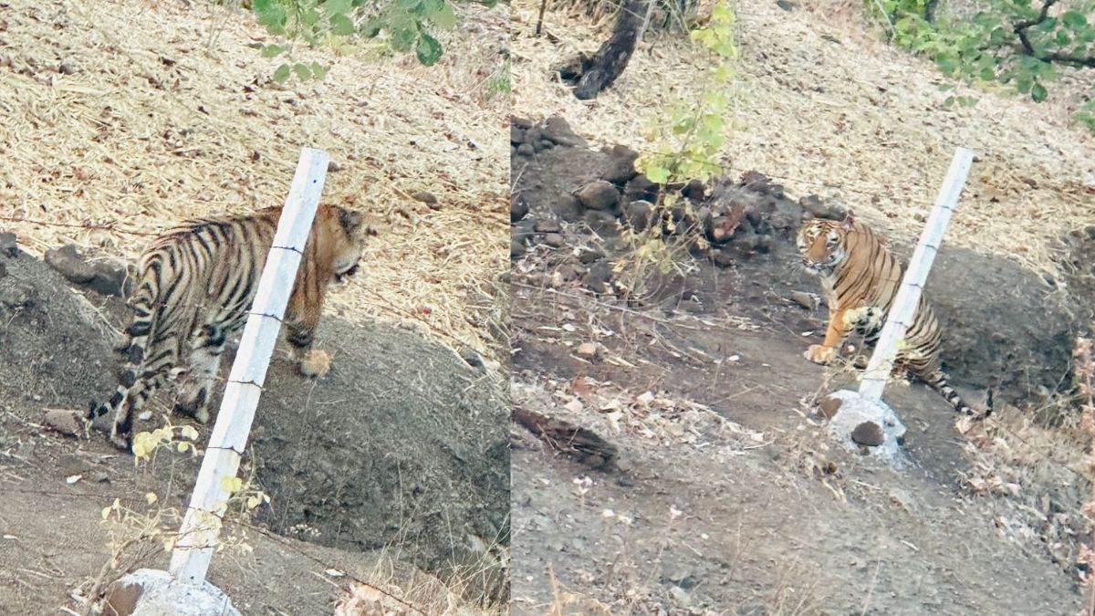 Tiger in Mhow: महू में जानापाव के पास नंदलाई घाटी पर नजर आया बाघ, लोगों ने बनाया वीडियो