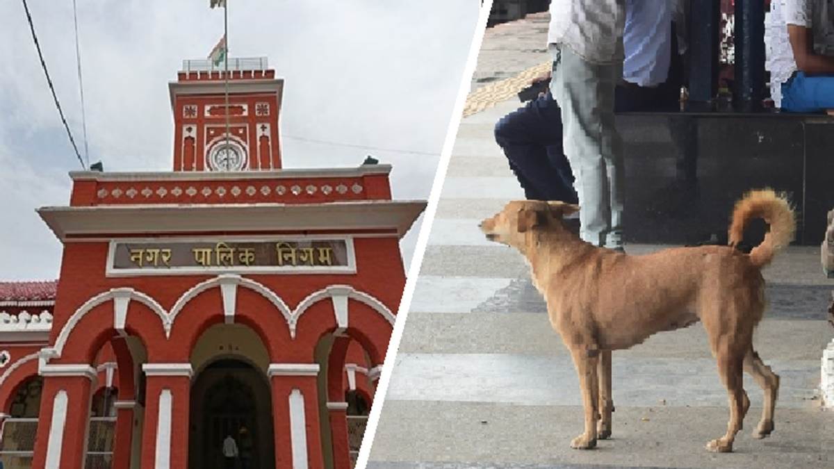 Stray Dogs in Jabalpur आवारा श्वानों का बधियाकरण कार्य तीन माह से बंद, निगम को नहीं मिल रहे
