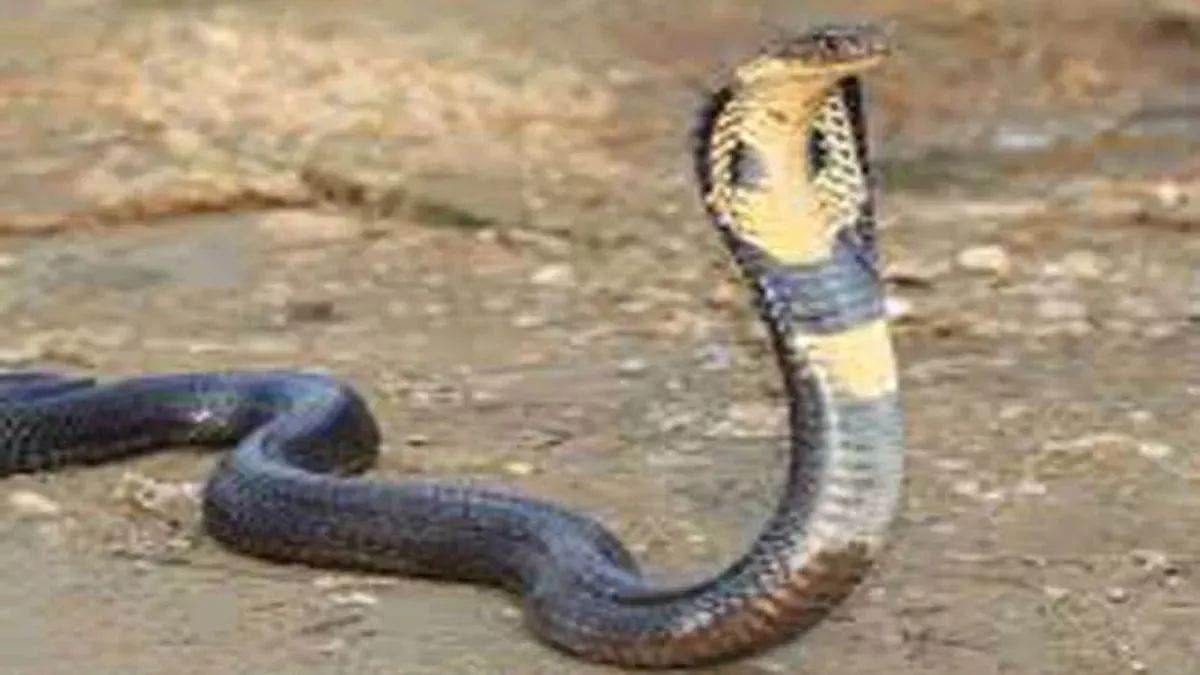Jabalpur News: स्टोर रूम में सामान लेने पहुंची तो मिली तीन फीट लंबी Cobra नागिन, जानें फिर क्या हुआ