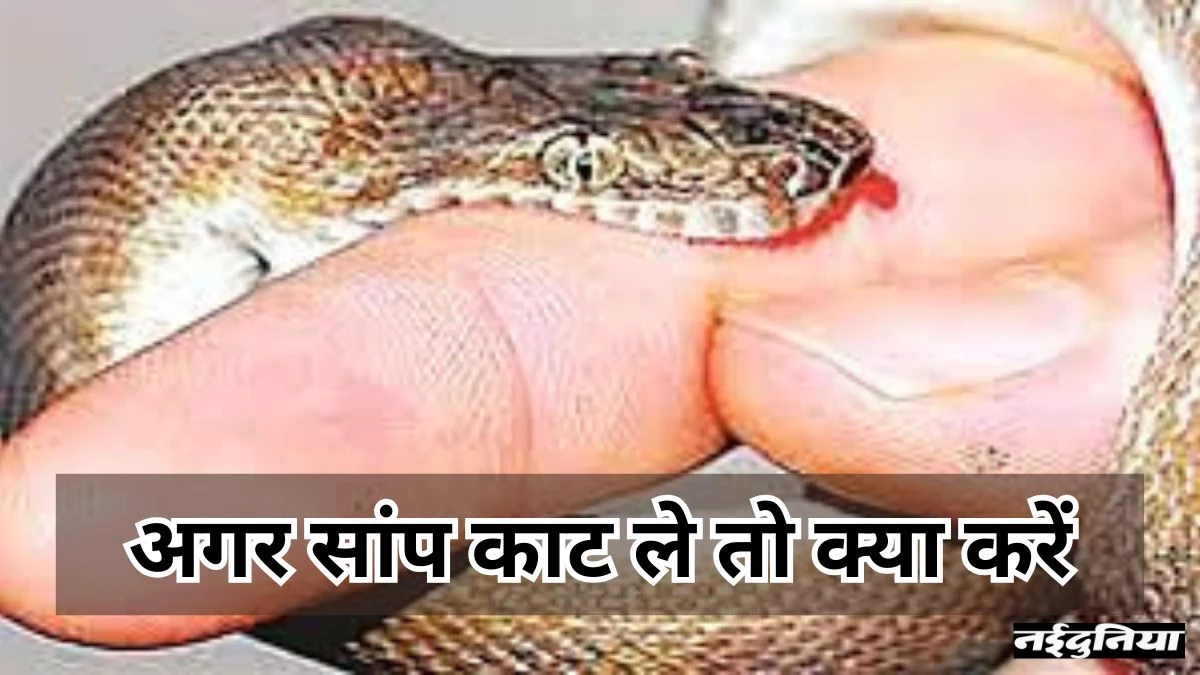 बारिश में बढ़ते सर्पदंश के मामले, अगर आप को सांप काट ले, तो घबराए नहीं ये जरूरी काम करें