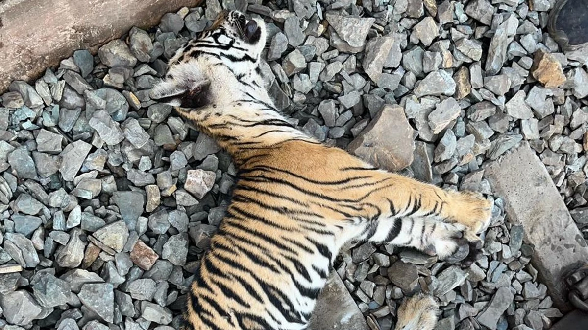 सतना में ट्रेन की टक्कर से पांच माह की फीमेल बाघ शावक हुई घायल, मुकुंदपुर जू में चल रहा इलाज
