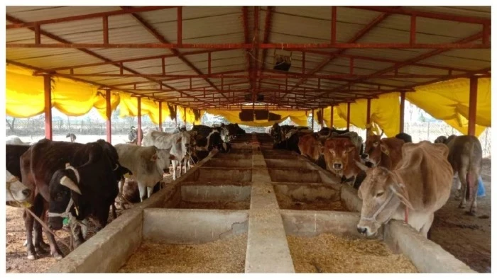 बेसहारा पशुओं से मिलेगी मुक्ति... छत्तीसगढ़ में बनेंगे 1460 गोधाम, इन गोठानों को मिलेगी पहली प्राथमिकता