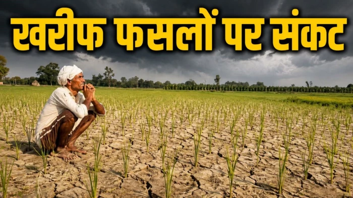 MP में मानसून की बेरुखी से फसलों पर संकट: 19% कम बारिश, सूखने लगीं धान की क्यारियां